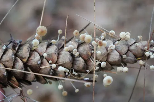 Conifercone Cap (Baeospora myosura), photo
