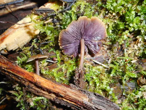 Lavender Baeospora (Baeospora myriadophylla), photo