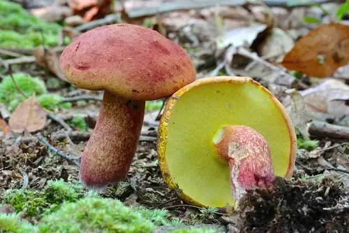 Red And Yellow Bolete (Baorangia bicolor), photo