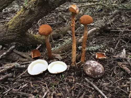 Sandy Stilt Puffball (Battarrea phalloides), photo