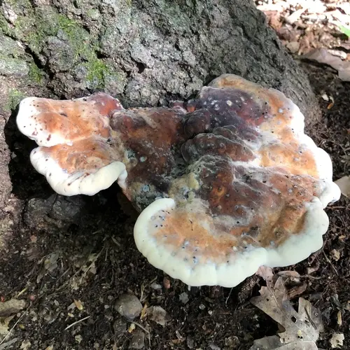 White Chicken Mushroom (Berkcurtia persicina), photo