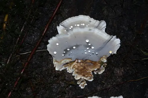 Smoky Bracket (Bjerkandera adusta), photo