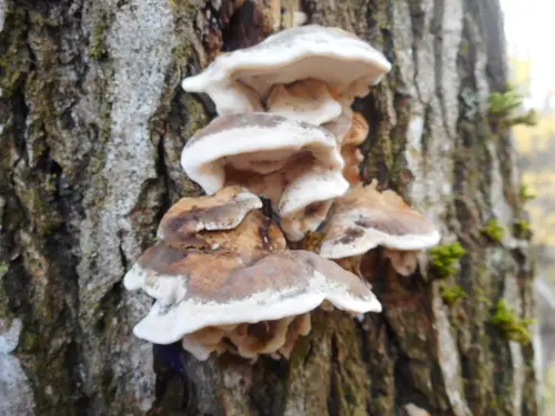 Big Smoky Bracket (Bjerkandera fumosa), photo
