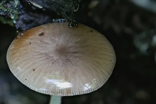 Netted Fieldcap (Bolbitius reticulatus), photo