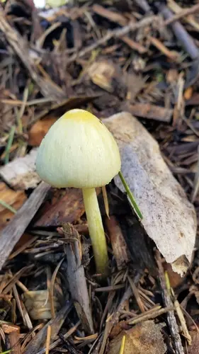Yellow Fieldcap (Bolbitius titubans), photo