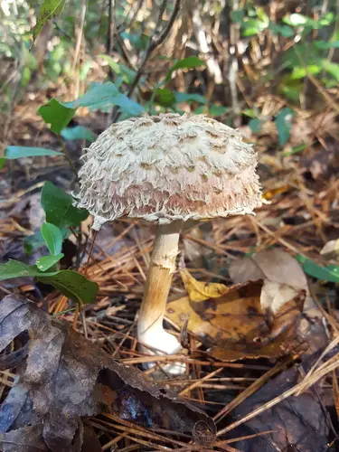 Pineapple Bolete (Boletellus ananas), photo