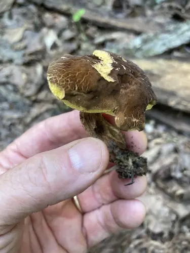 Boletellus chrysenteroides (Boletellus chrysenteroides), photo