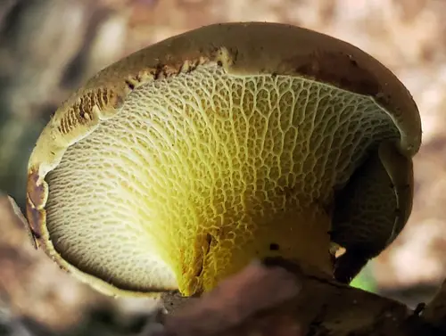 Ash Tree Bolete (Boletinellus merulioides), photo