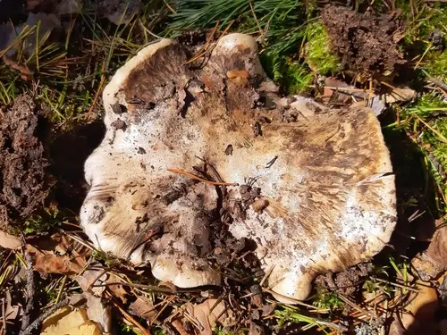 Boletopsis Spp. (Boletopsis grisea), photo