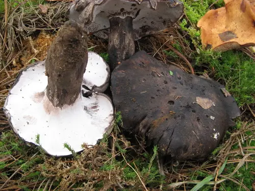 Black Falsebolete (Boletopsis leucomelaena), photo