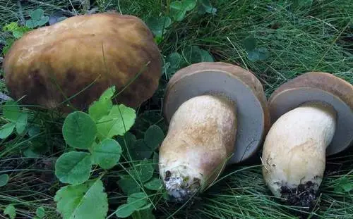 Boletus atkinsonii (Boletus atkinsonii), photo