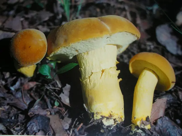 Boletus aureissimus (Boletus aureissimus), photo