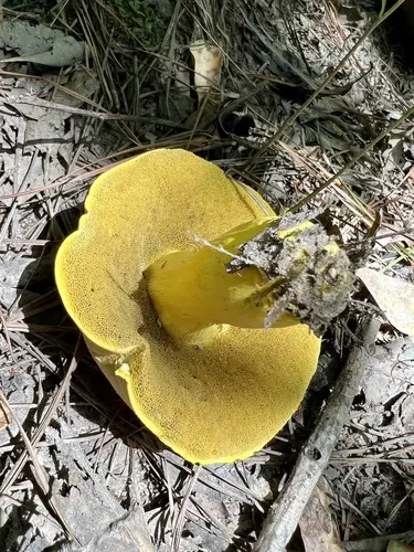 Butter-Foot Bolete (Boletus auripes), photo
