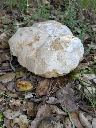 Barrow's Bolete (Boletus barrowsii), photo