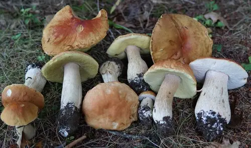 Chippewa Bolete (Boletus chippewaensis), photo