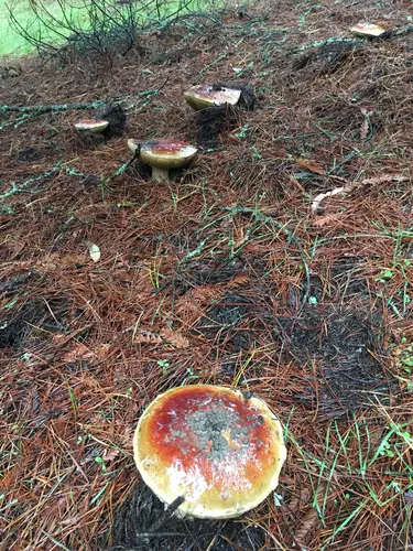 Cep (Boletus edulis), photo
