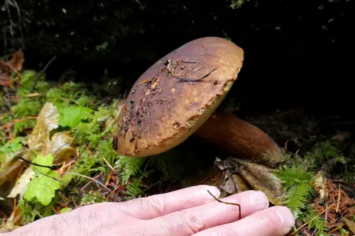 Fib King (Boletus fibrillosus), photo