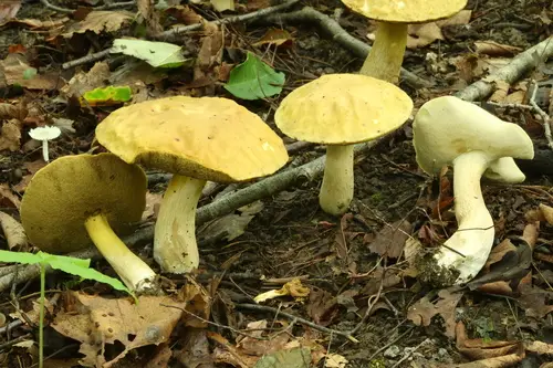 Boletus gertrudiae (Boletus gertrudiae), photo