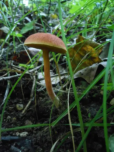 Boletus harrisonii (Boletus harrisonii), photo