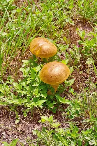Boletus luridellus (Boletus luridellus), photo