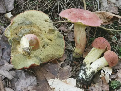 Fungi (Boletus miniato-olivaceus), photo