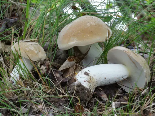 Noble Bolete (Boletus nobilis), photo