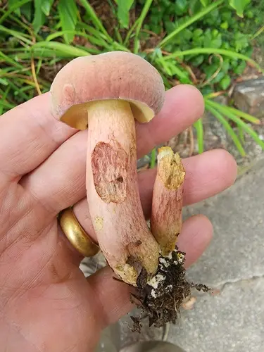 Boletus patrioticus (Boletus patrioticus), photo