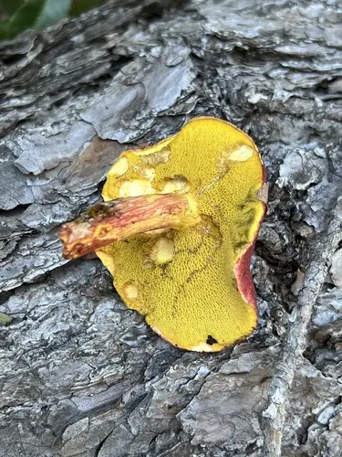 Boletus purpureorubellus (Boletus purpureorubellus), photo