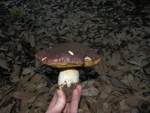 Queen Bolete (Boletus regineus), photo