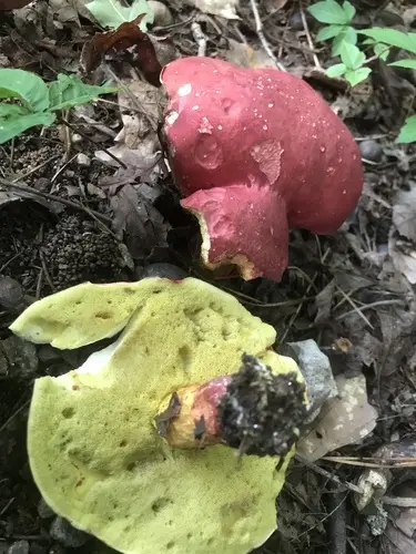 Boletus roodyi (Boletus roodyi), photo