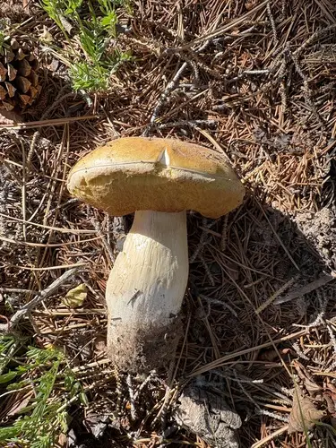 Ruby King Bolete (Boletus rubriceps), photo