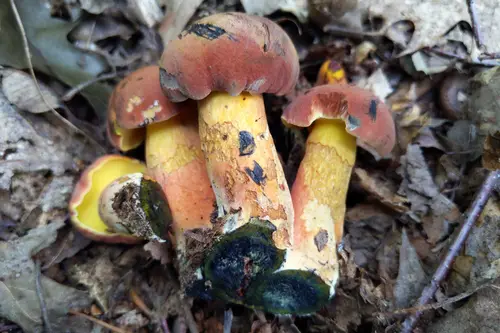 Curry Bolete (Boletus sensibilis), photo