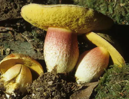 Smith's Bolete (Boletus smithii), photo