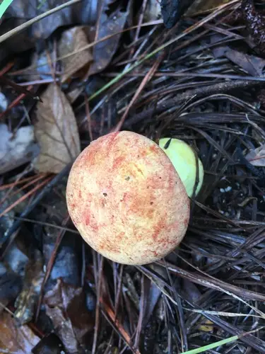 Boletus speciosus (Boletus speciosus), photo