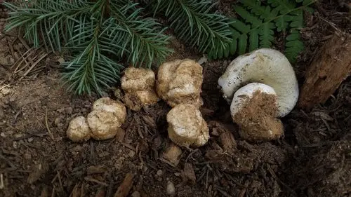Boletus subalpinus (Boletus subalpinus), photo