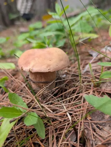 Almost Bluing King Bolete (Boletus subcaerulescens), photo