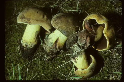 Boletus subgraveolens (Boletus subgraveolens), photo