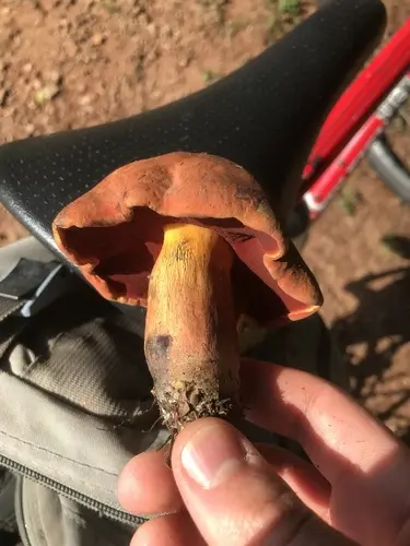 Boletus subluridellus (Boletus subluridellus), photo
