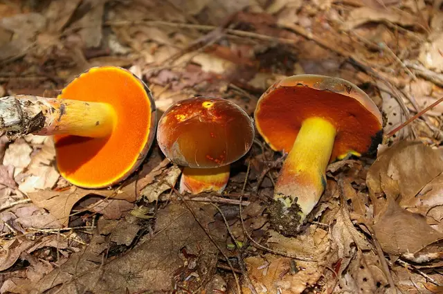 Strigose-Stemmed Bolete (Boletus subvelutipes), photo