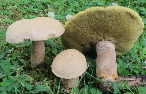Boletus variipes (Boletus variipes), photo
