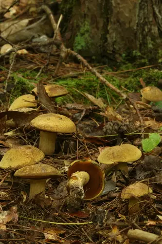 Boletus vermiculosoides (Boletus vermiculosoides), photo
