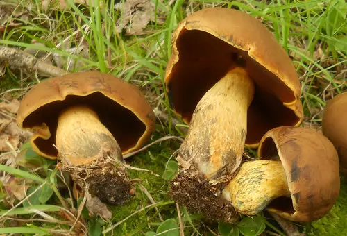 Boletus vermiculosus (Boletus vermiculosus), photo