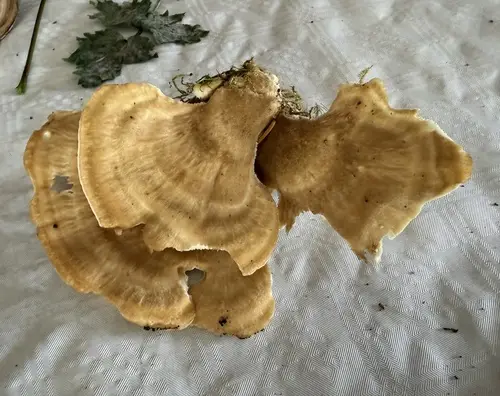 Mountain Polypore (Bondarzewia mesenterica), photo