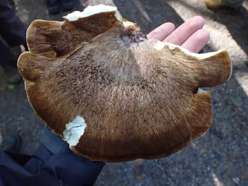 Bondarzewia occidentalis (Bondarzewia occidentalis), photo