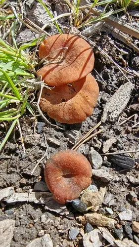 Spring Funnel (Bonomyces sinopicus), photo