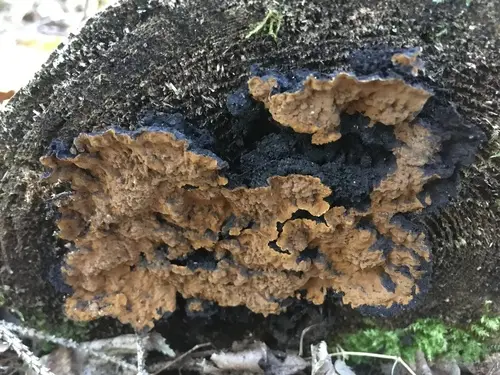 Boreostereum radiatum (Boreostereum radiatum), photo
