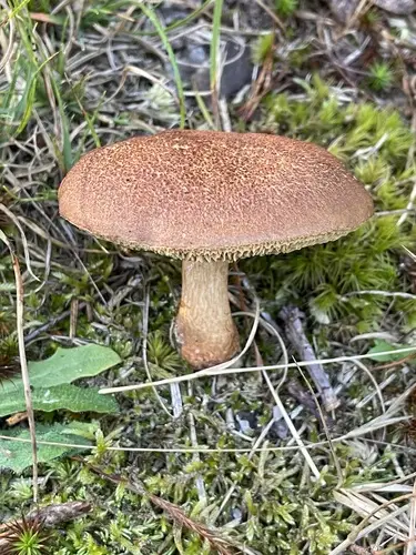 Bothia castanella (Bothia castanella), photo