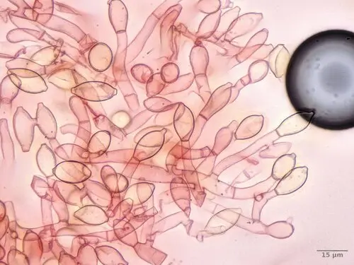 Botryobasidium aureum (Botryobasidium aureum), photo