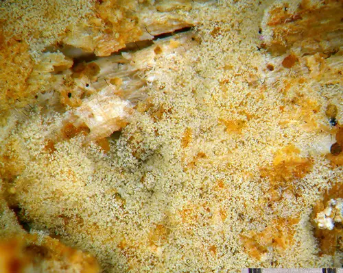 Botryobasidium isabellinum (Botryobasidium isabellinum), photo