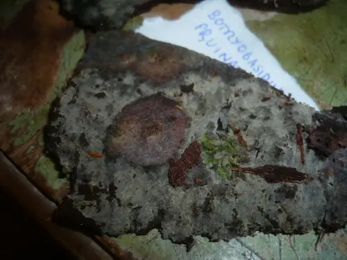 Botryobasidium pruinatum (Botryobasidium pruinatum), photo
